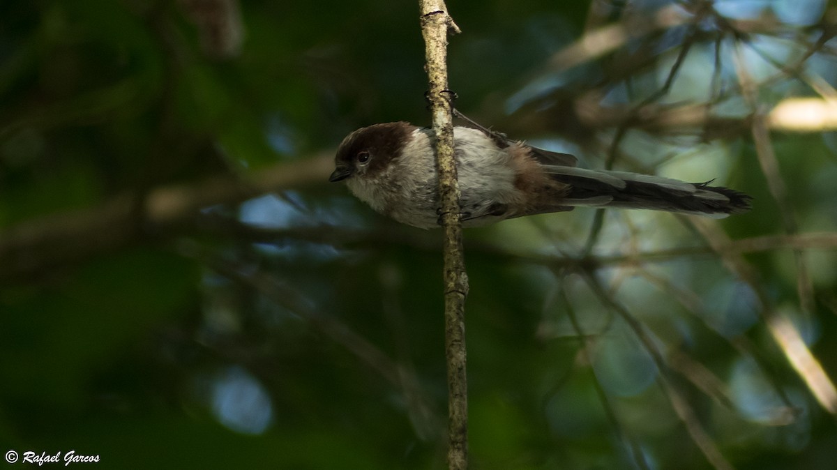 Long-tailed Tit - ML406771841