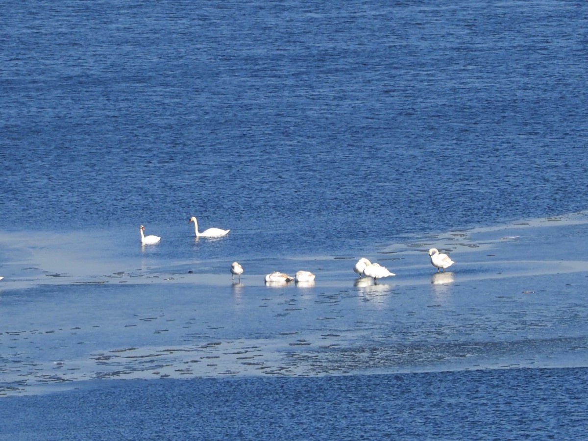 Mute Swan - ML406772501