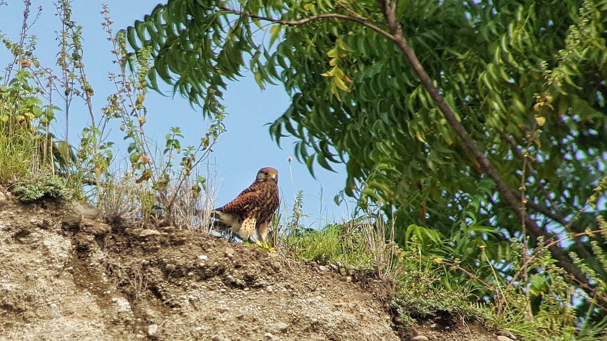 Spotted Kestrel - Irene  Dy