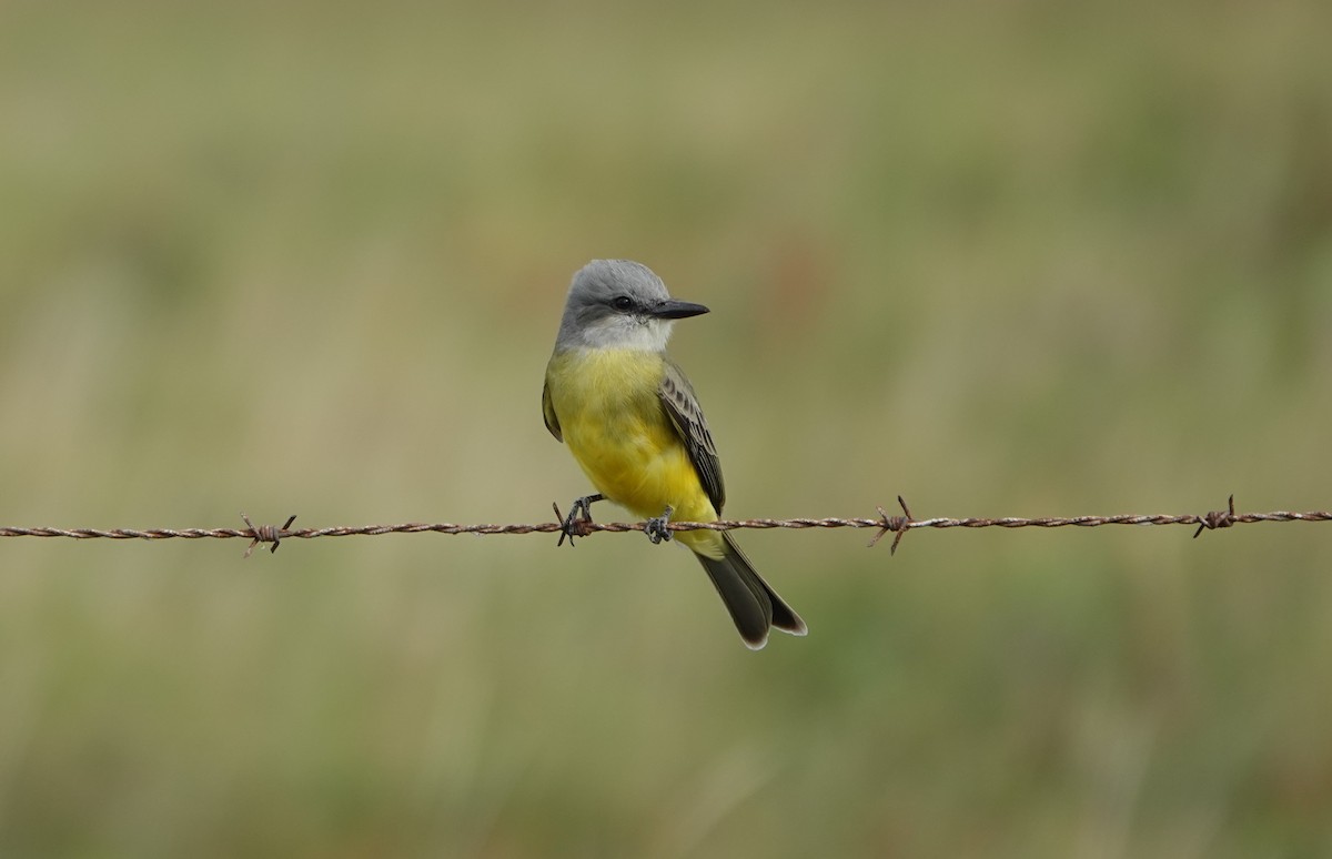 Tropical Kingbird - ML406775771