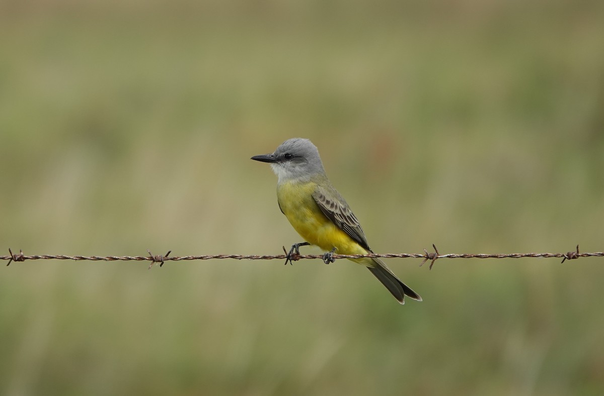 Tropical Kingbird - ML406775781