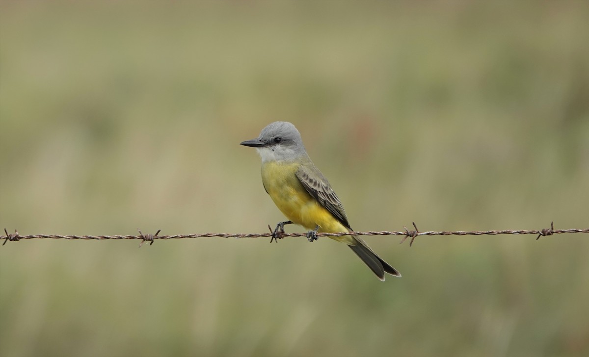 Tropical Kingbird - ML406775791