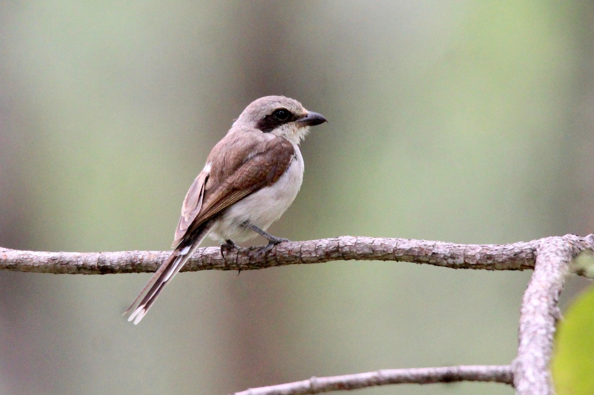 Souza's Shrike - ML406777381