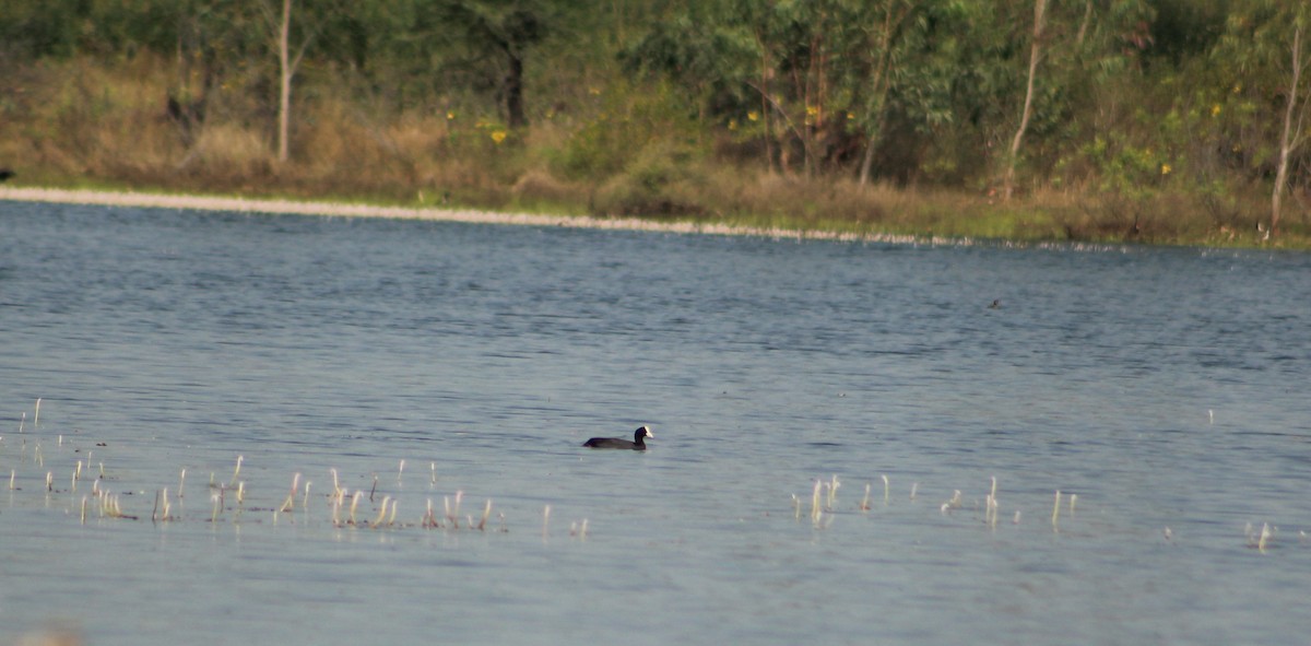 Eurasian Coot - ML406777781