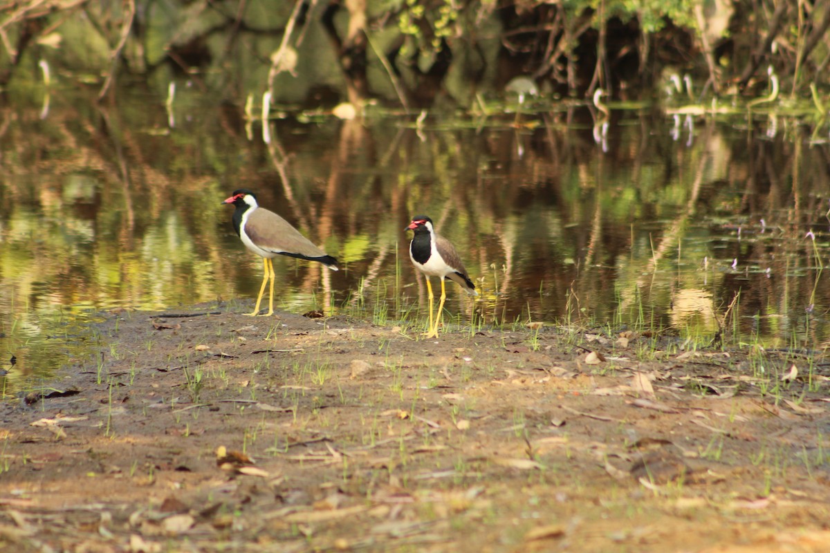 Red-wattled Lapwing - ML406777811