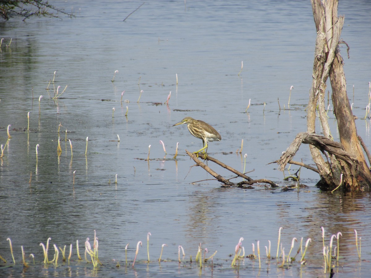 Indian Pond-Heron - Manyu Harish