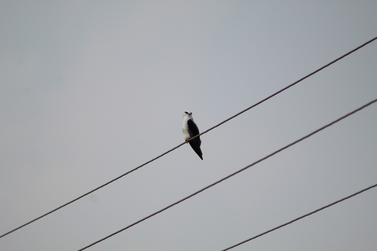 Black-winged Kite - ML406778041