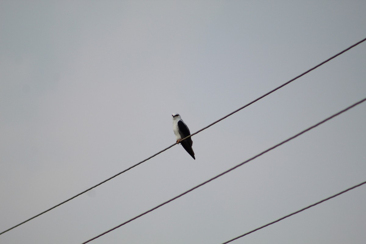 Black-winged Kite - ML406778061