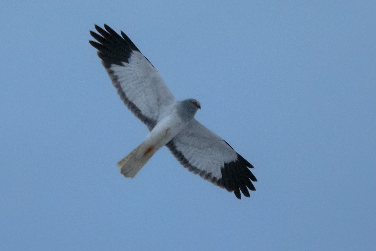 Hen Harrier - ML406778131
