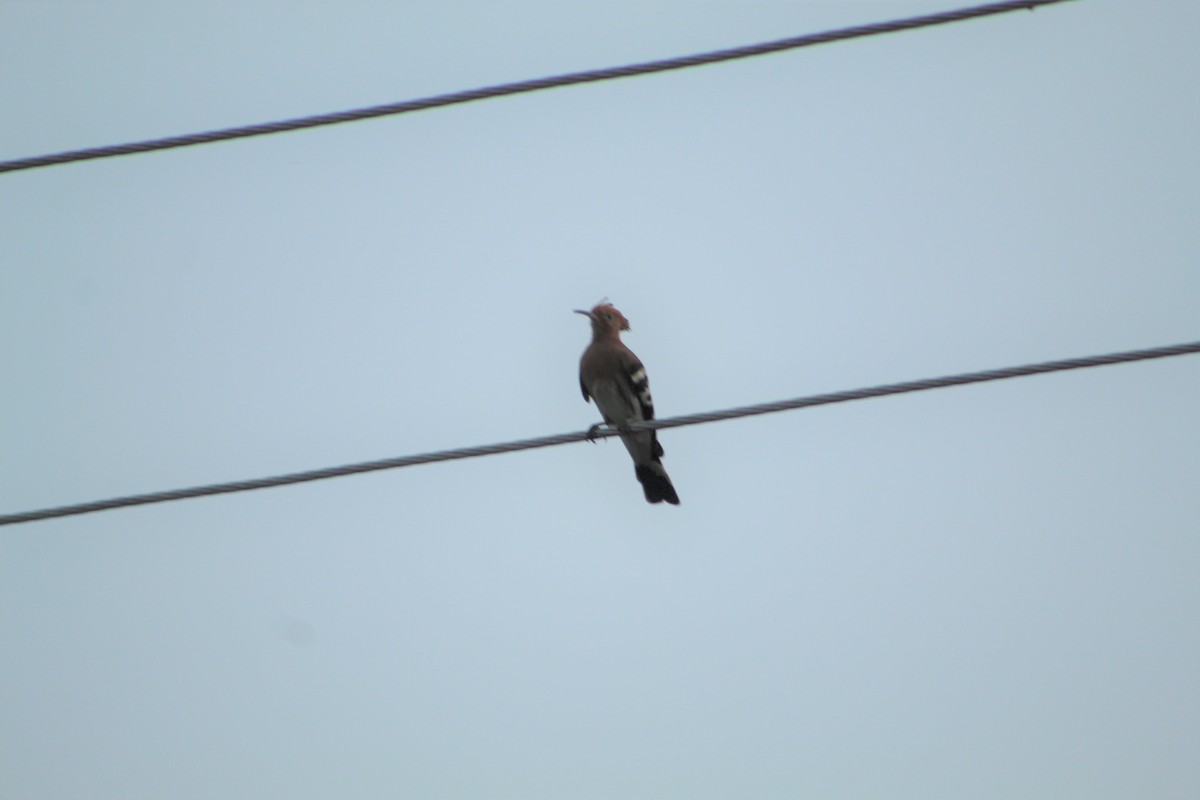 Eurasian Hoopoe - Manyu Harish