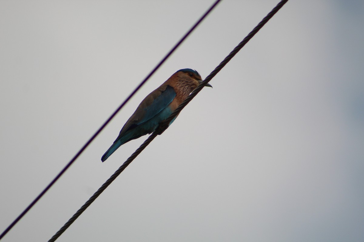 Indian Roller - Manyu Harish