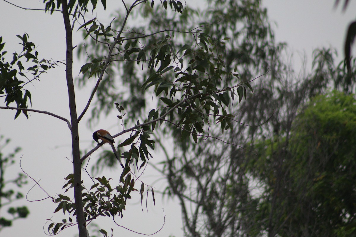 Rufous Treepie - ML406778861