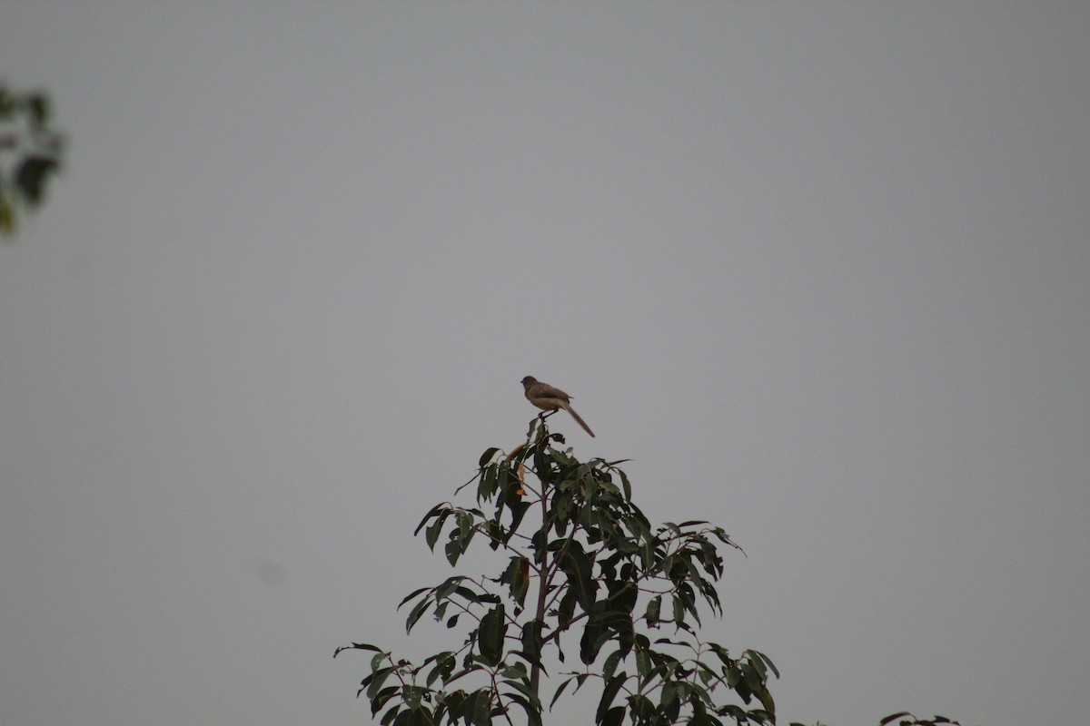 Large Gray Babbler - ML406778871