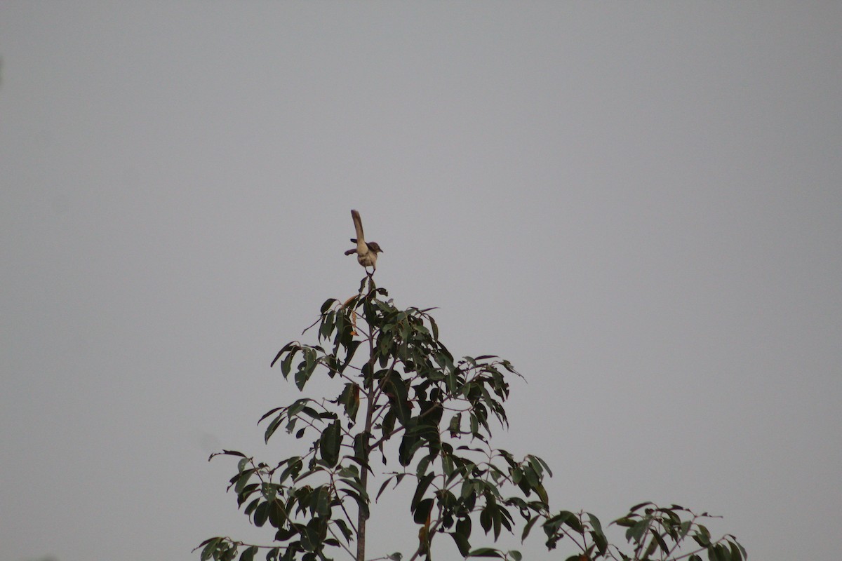 Large Gray Babbler - ML406778881