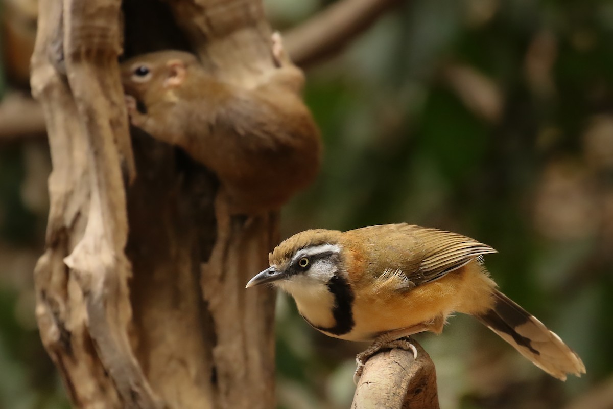 Lesser Necklaced Laughingthrush - Frank Thierfelder