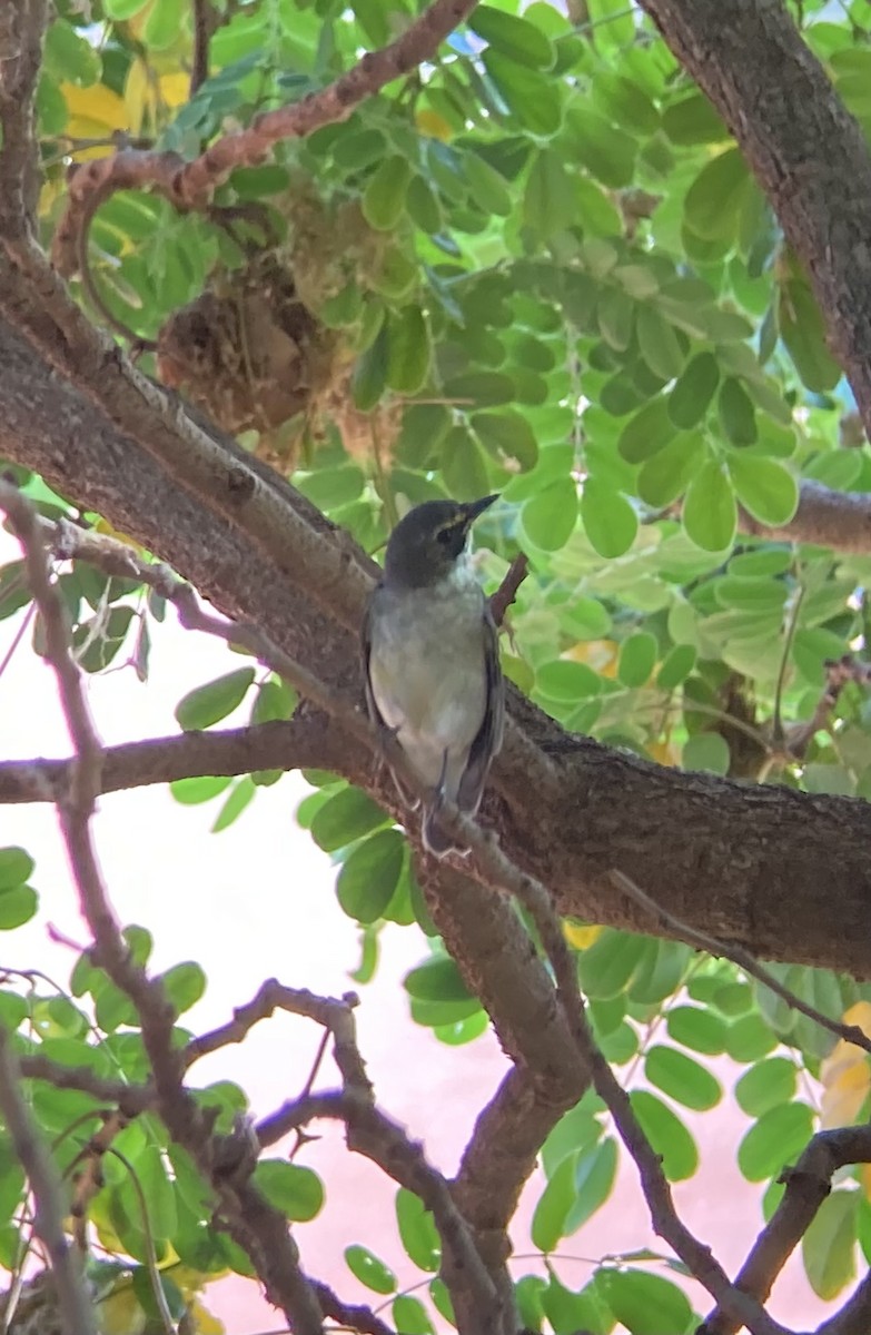 Narcissus Flycatcher - ML406779891