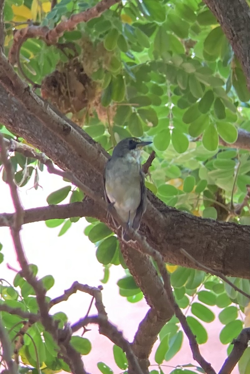 Narcissus Flycatcher - ML406779911