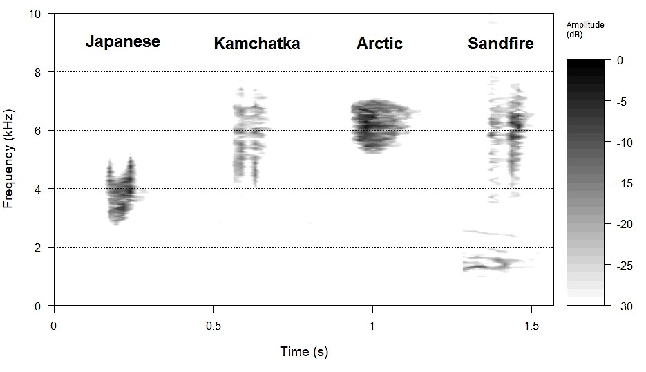 Kamchatka Leaf Warbler - ML406780401