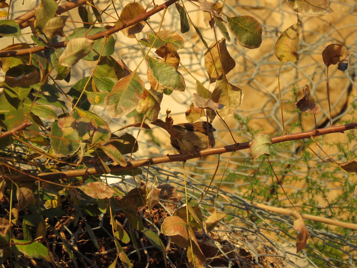 House Sparrow - ML406780791