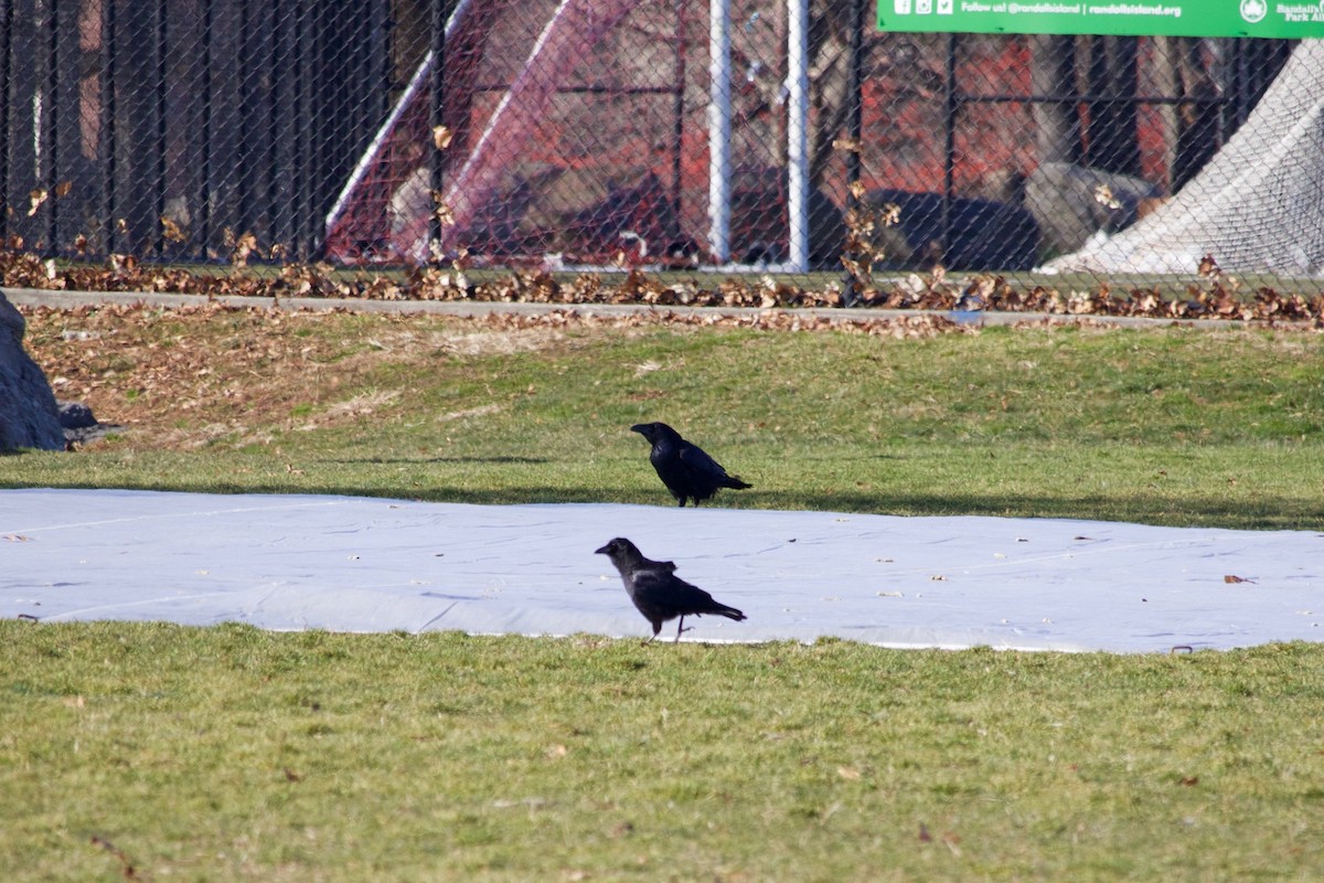 Common Raven - ML406780861