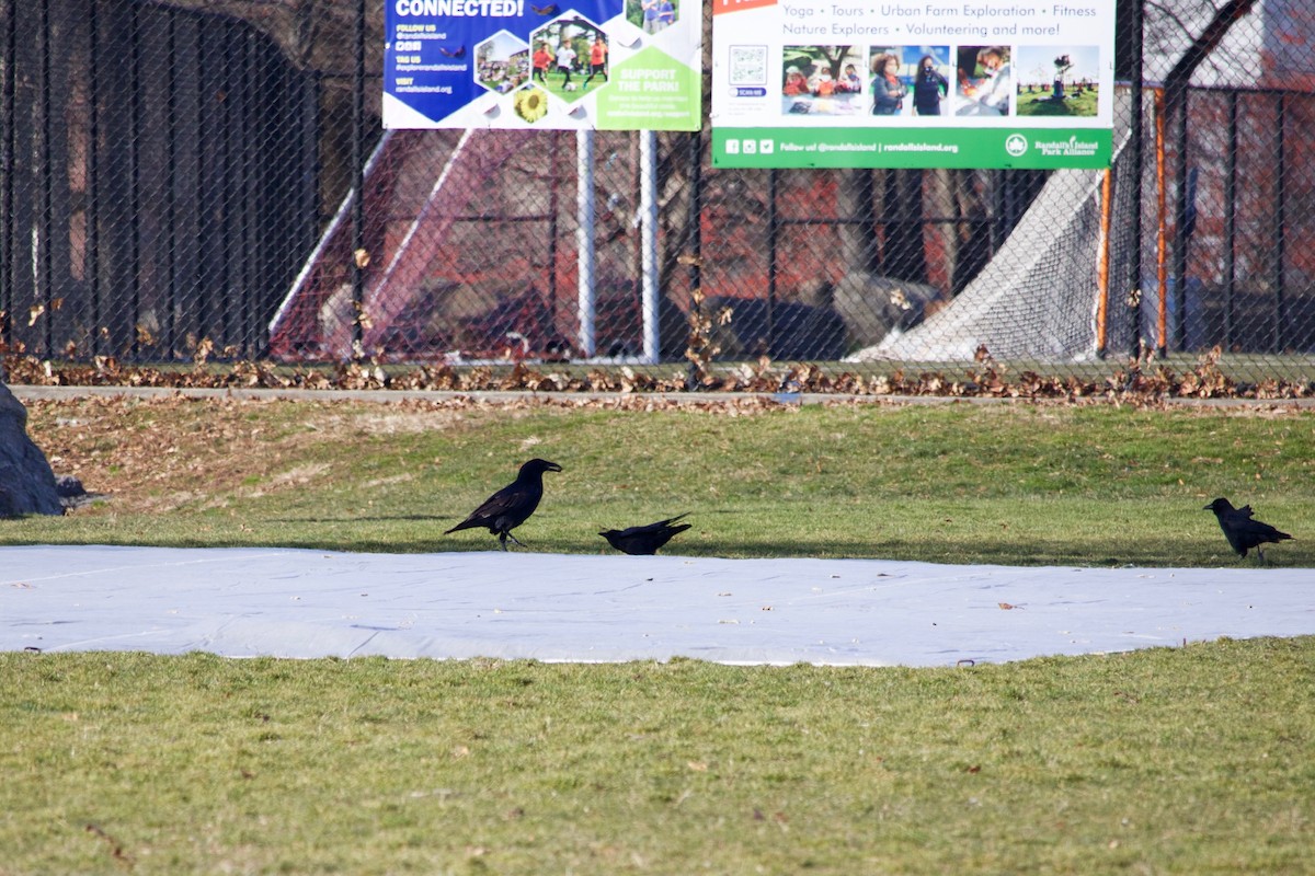 Common Raven - ML406780871