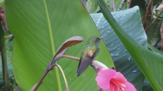 kolibřík páskoocasý - ML406781081