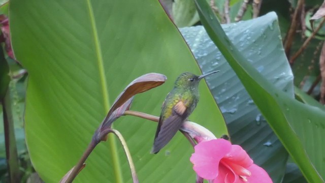 Colibrí Colirrayado - ML406781081