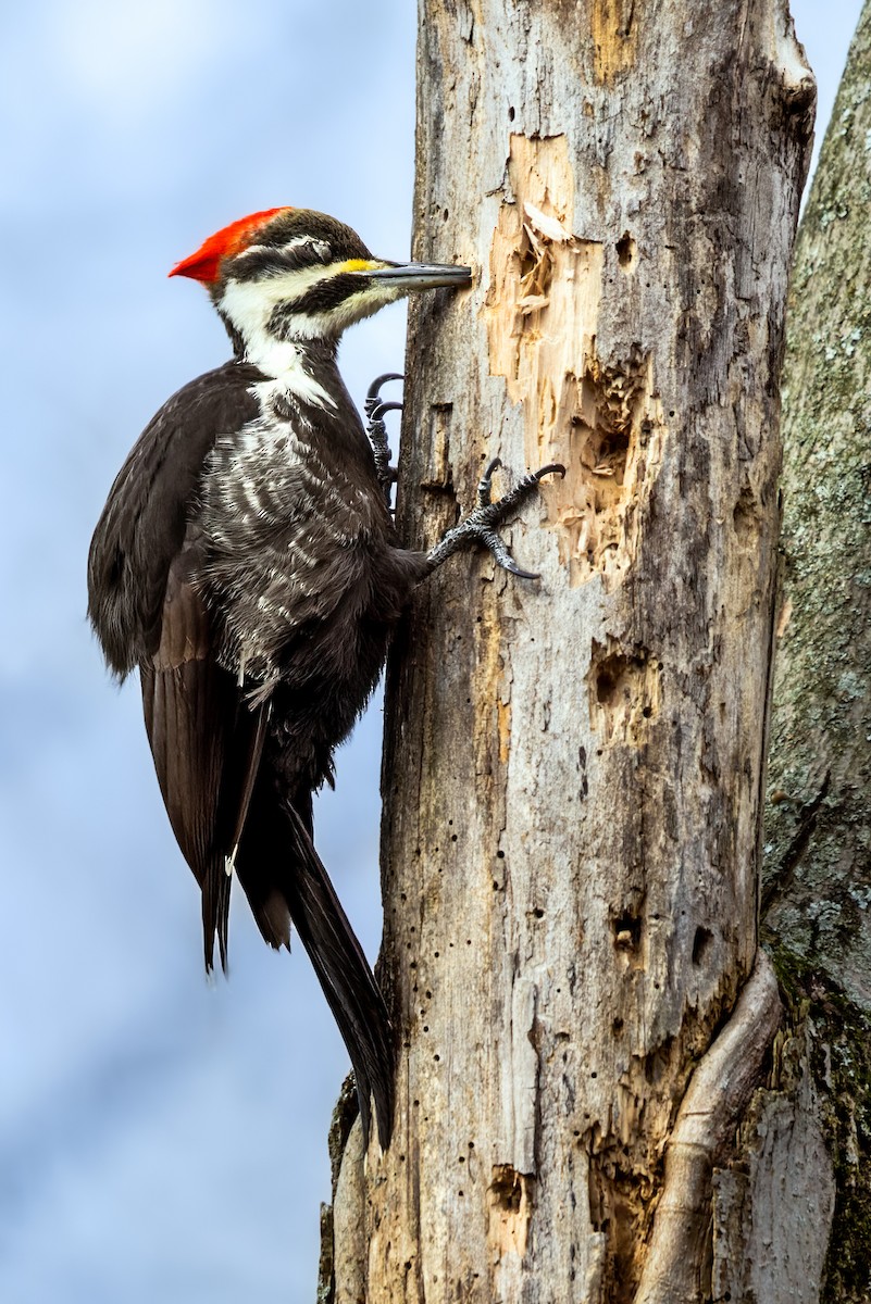 Pileated Woodpecker - ML406781191