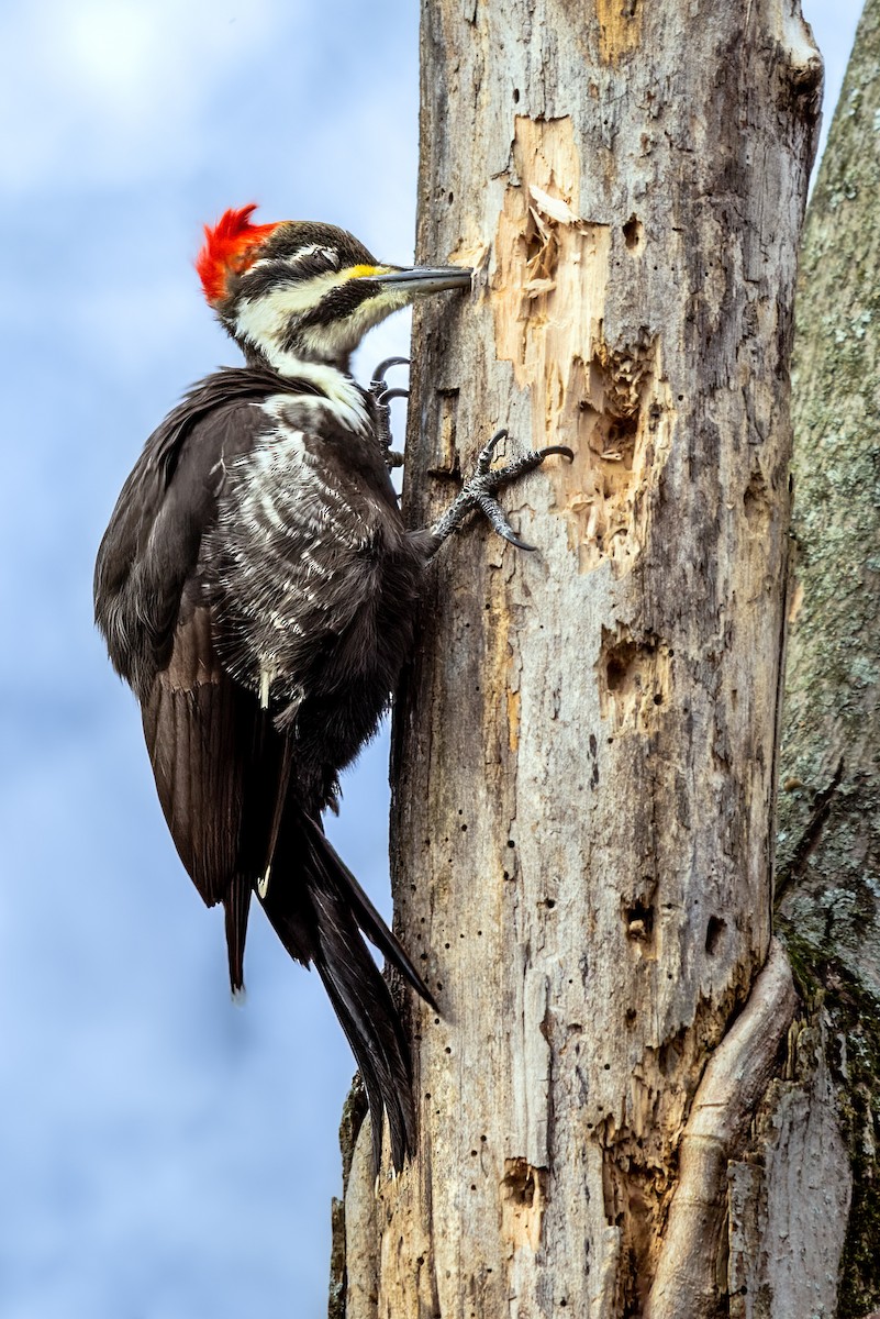 Pileated Woodpecker - ML406781201