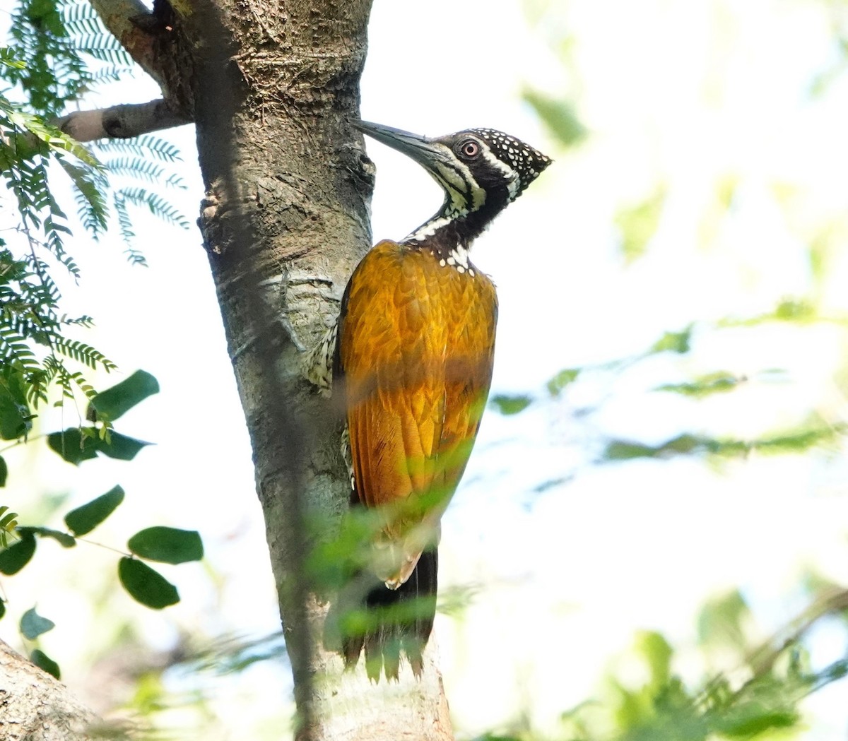 Greater Flameback - ML406782311