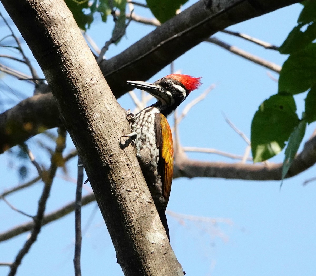 Greater Flameback - ML406782321