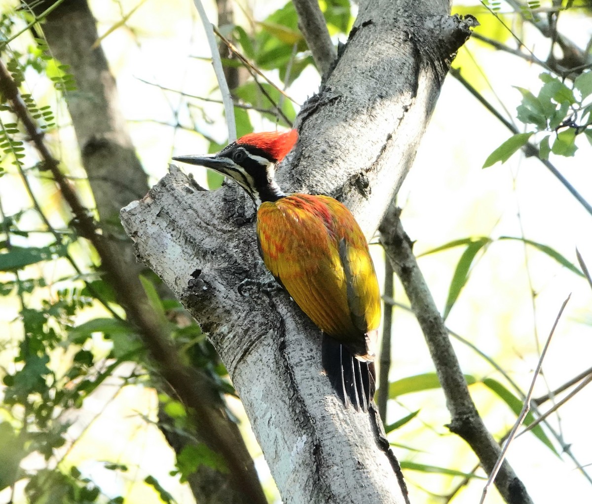 Greater Flameback - ML406782331