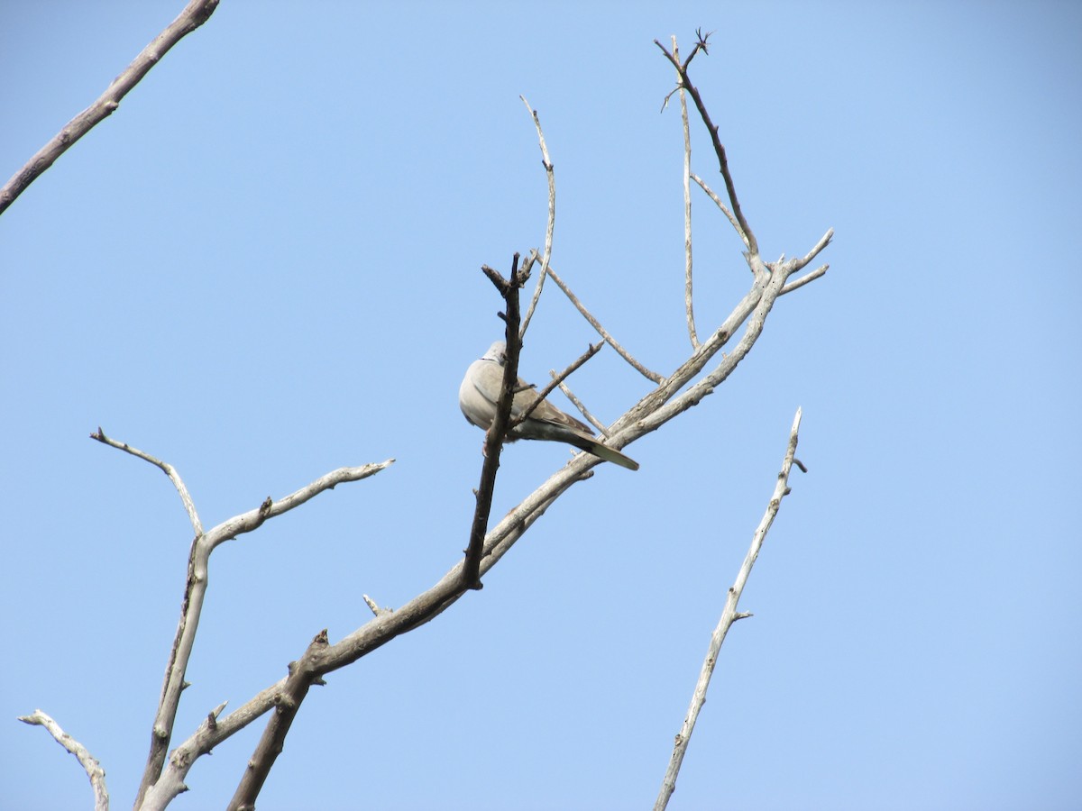 Eurasian Collared-Dove - ML406782451