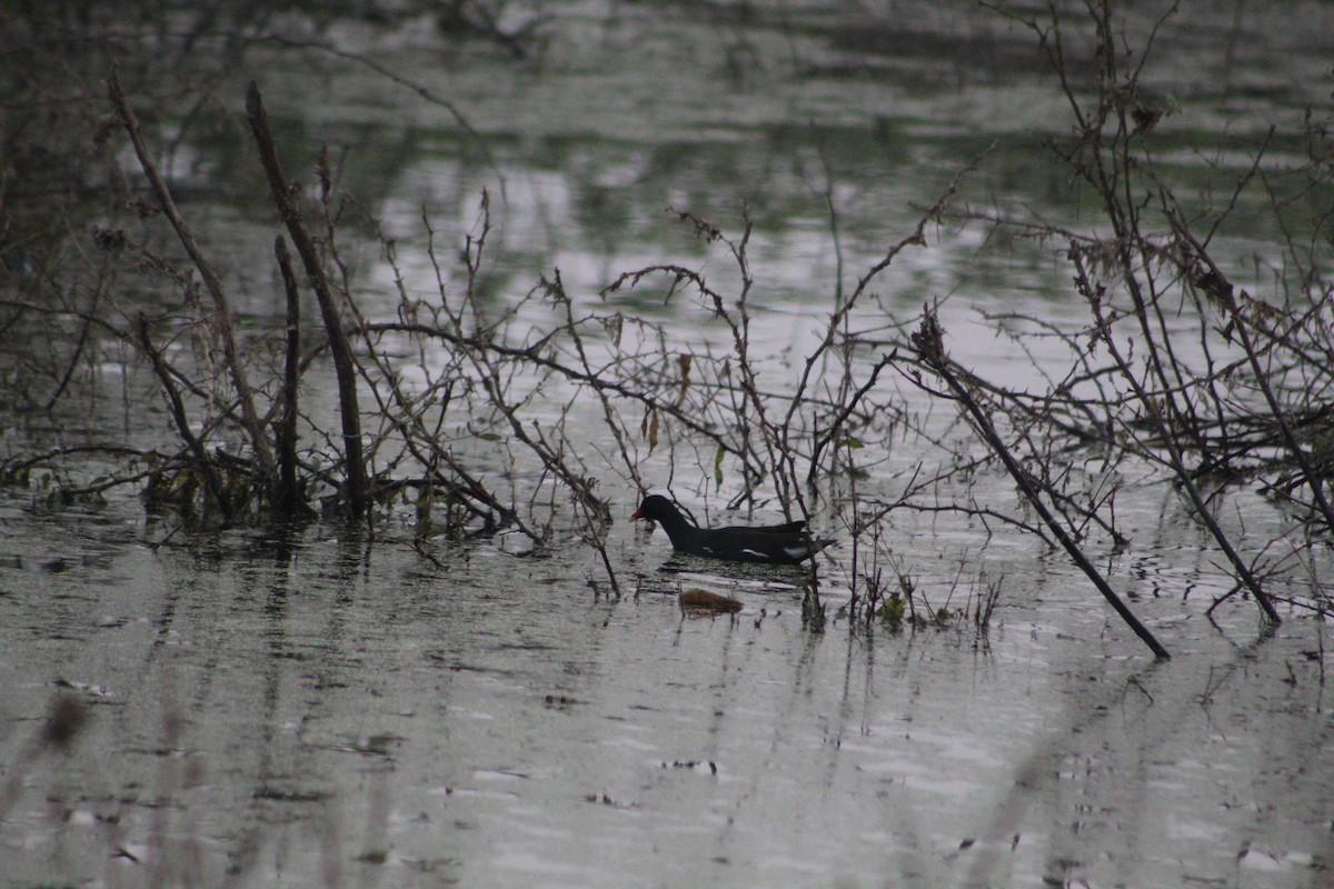 Gallinule poule-d'eau - ML406782481