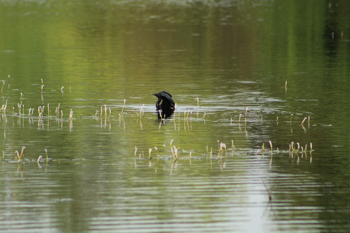 Indian Cormorant - ML406782531