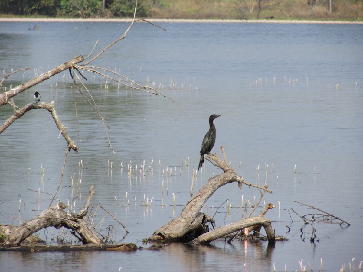 Indian Cormorant - ML406782561