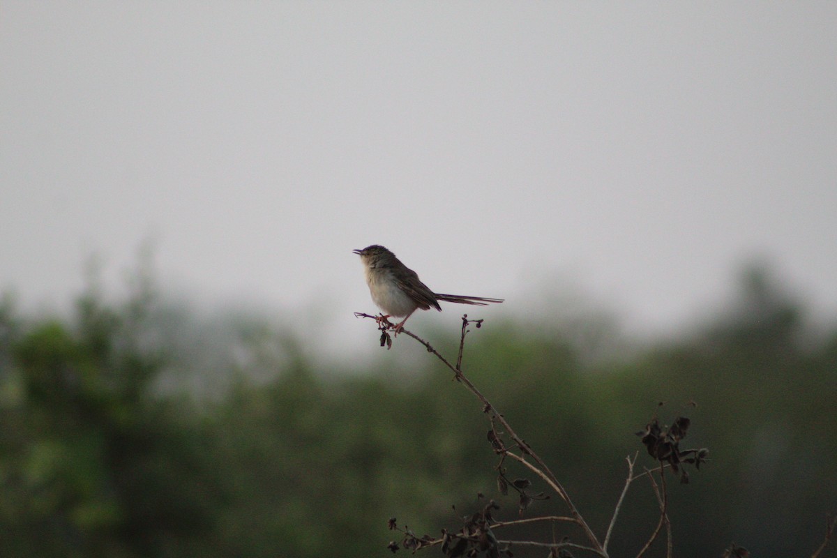 Plain Prinia - Manyu Harish