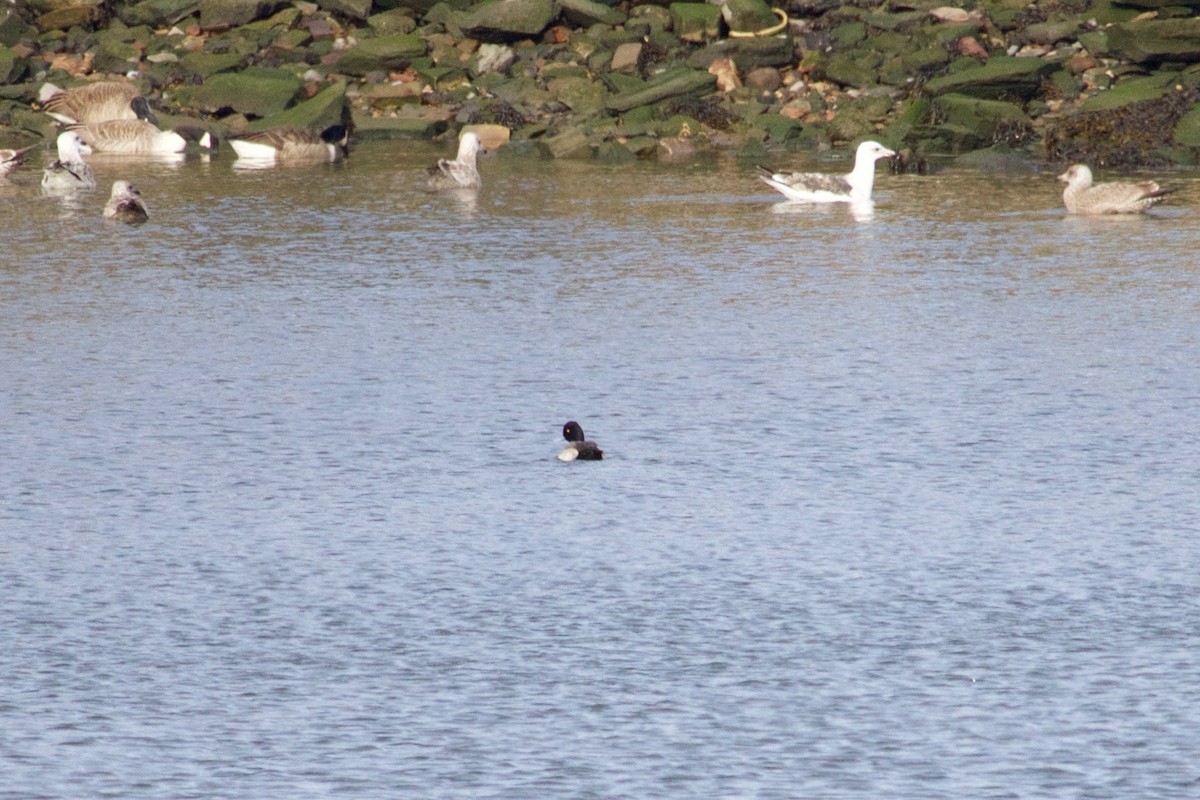 Lesser Scaup - ML406782831