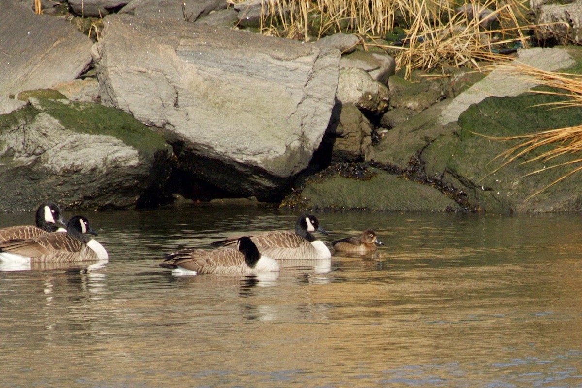 Ring-necked Duck - ML406782881