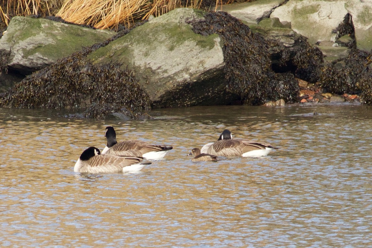 Ring-necked Duck - Loyan Beausoleil