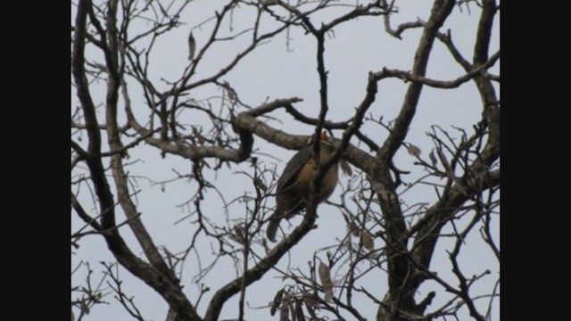 Golden-billed Saltator - ML406783051