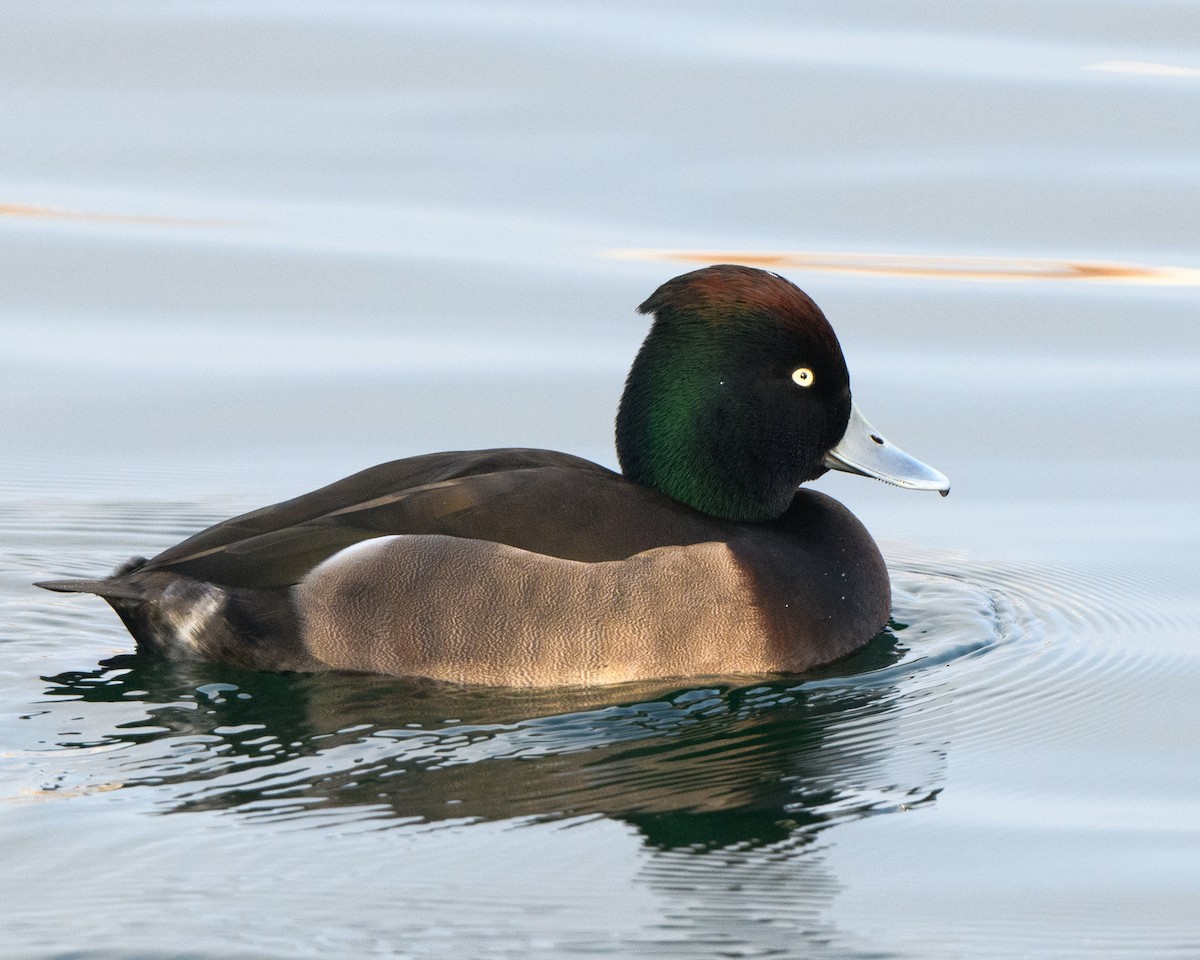 Ferruginous x Tufted Duck (hybrid) - Stuart Campbell