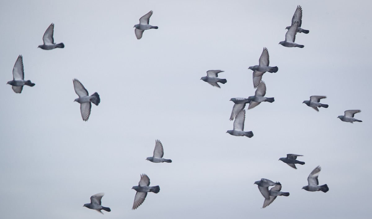 Rock Pigeon (Feral Pigeon) - ML406789291