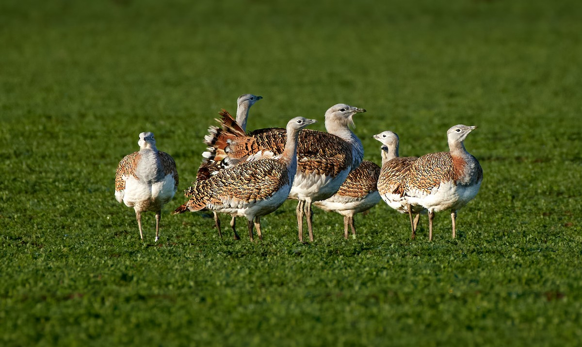 Great Bustard - ML406790451