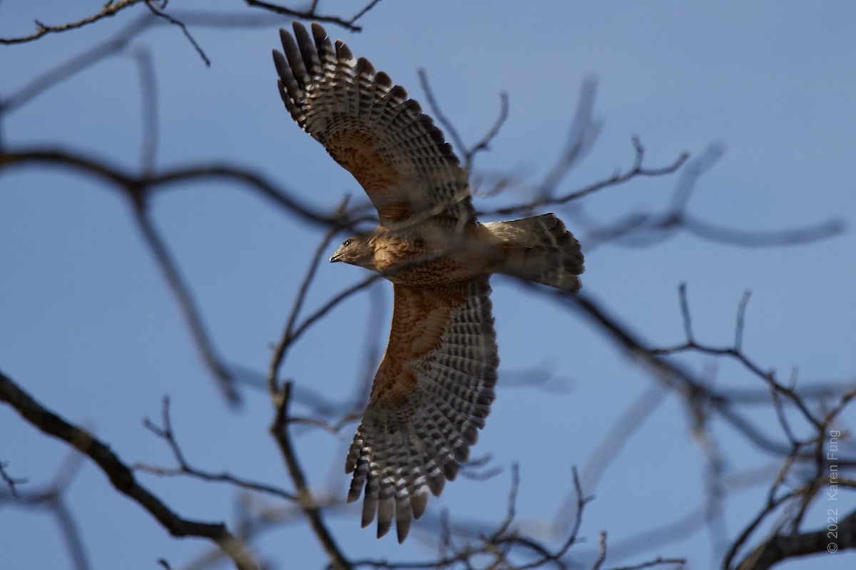 Red-shouldered Hawk - ML406790491