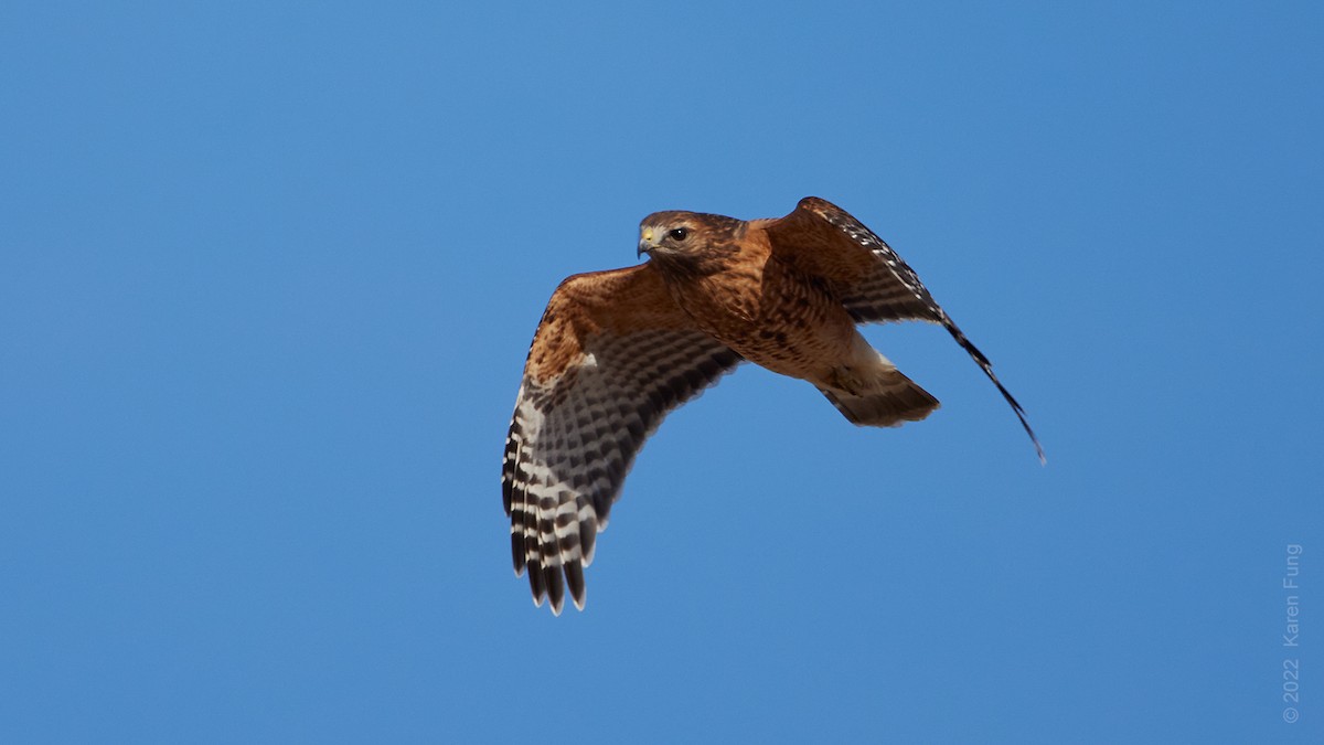 Red-shouldered Hawk - ML406790691