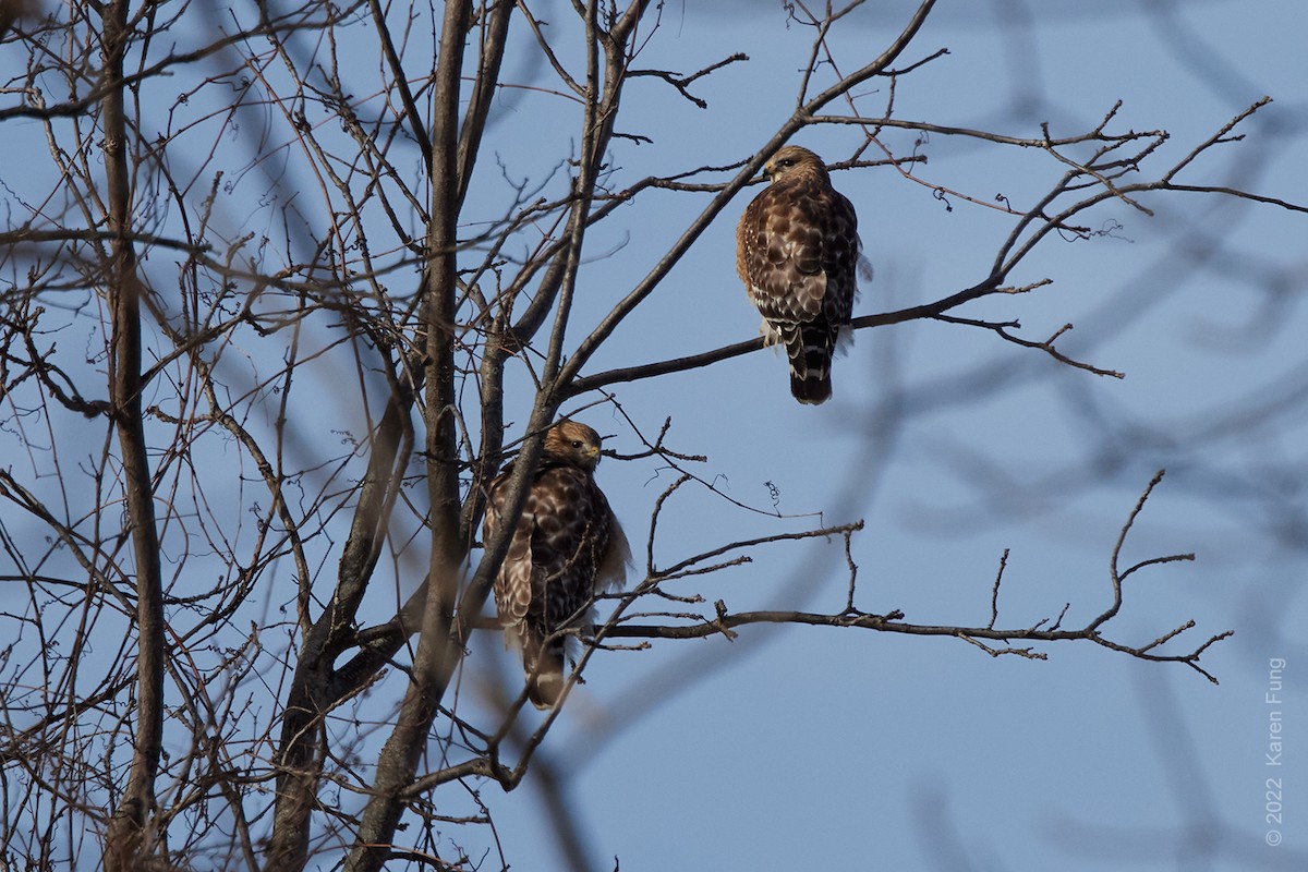 Red-shouldered Hawk - ML406790701