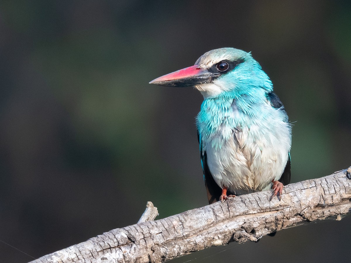 Blue-breasted Kingfisher - ML406793001