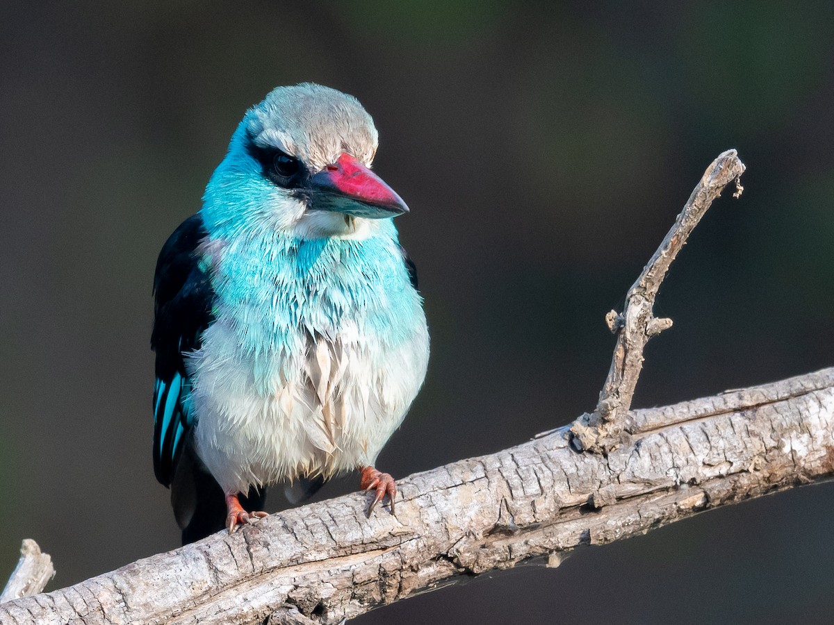 Blue-breasted Kingfisher - ML406793011