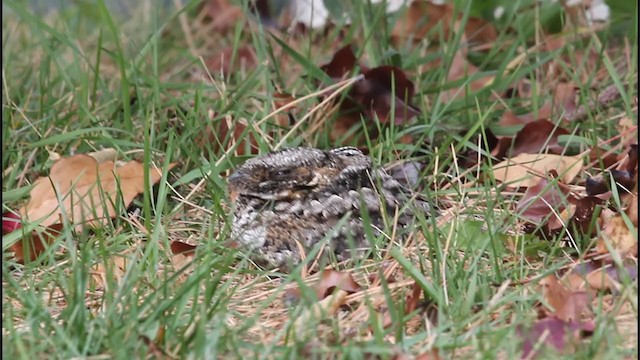 Common Poorwill - ML406793161